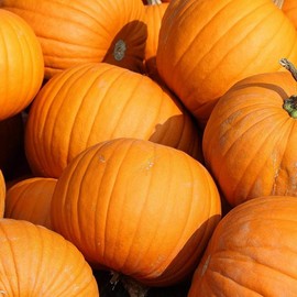 100+pk Spooky Pumpkin Seeds- Baking, Growing, non-GMO Seed, Home Garden