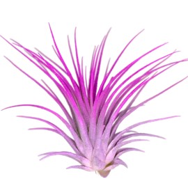 Rainbow Tillandsia Air Plant, Tillandsia Air Plant, Airplant, Air Purification, House Plant, Home Decor & Gift, Live Plant, Healthy Arrival Guarantee (Lavender/Pink)