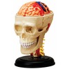Tedco Human Anatomy Cranial Skull