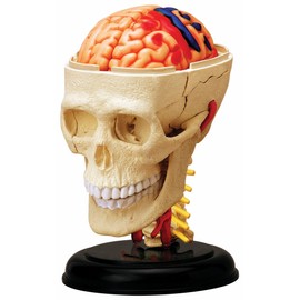 Tedco Human Anatomy Cranial Skull