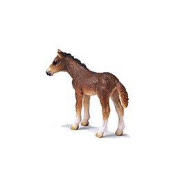 Holstein Foal