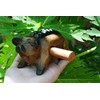Guiro music percussion instruments wooden sound block animal croaking Pig
