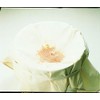 Endoshoji BDS05 Commercial Strainer, 100% Cotton, Made in Japan