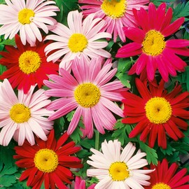 1000+ Pyrethrum Tanacetum Chrysanthemum Seeds - Pyrethrum Tanacetum Coccineum Garden Flower Seeds - Perennial Flower Seeds