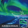 POCOCO Aurora and Deep Sea Series Discs, 5K Resolution, Realistic