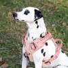 Petiry Reflective No Pull Dog Harness,Spring Scent Inspired Floral Dog