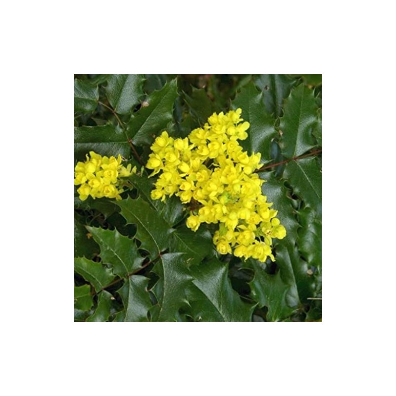 Palm Beach Medicinal Herbs - Tall Oregon Grape (Mahonia aquifolium)