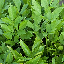 Lovage Herb Garden Seeds - 4 Oz ~40K Seeds - Non-GMO Medicinal Herbal Gardening & Microgreens Seeds - Annual - Loveage