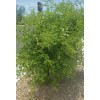 Tree FRESH TEXAS EBONY TREE SEEDS - 20 SEEDS (026)