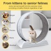 Cat running wheel