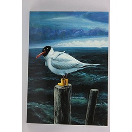Inkognito Postcard A6 • 4721 ''Laughing Gull Artist: Rudi Hurzlmeier • Satire • Fantastic • Holiday