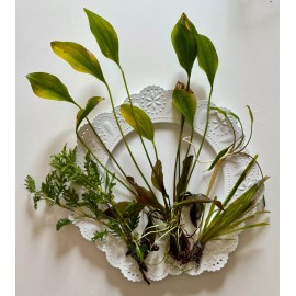 South American Cichlid Plant Bundle-Wisteri