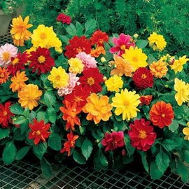 Park Seed Figaro Mix Dahlia Seeds, Pack of 50 Seeds