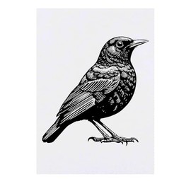 'Eurasian Blackbird' Temporary Tattoo - Water Resistant, Skin-Safe, Non-Toxic Transfer (TO00074635)
