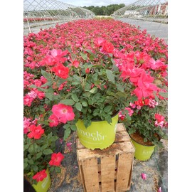 Green Promise Farms Rosa `Knock Out` (Reblooming) Rose, #3 Size Container, red flower