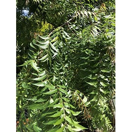 Fresh Neem Leaves, Margosa or Azadirachta Indica (200)