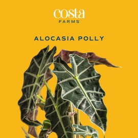 Costa Farms Alocasia Polly Live Plant | 12-Inches Tall Houseplant | Potted in 6-Inch Minimal Decor Plant Pot, Potting Soil, Office, Room and Home Decor