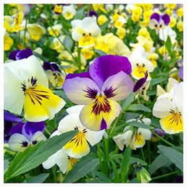 Everwilde Farms - 1 Oz Swiss Giants Pansy Mix Wildflower Seeds - Gold Vault