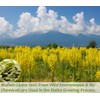 Premium 50 Mullein Leaf Tea Bags. Made with 100% Pure
