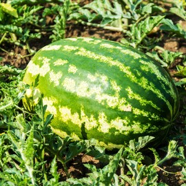 Watermelon Seeds - All Sweet - 1 Oz ~400 Seeds - Citrullus lanatus - Farm & Garden Vegetable/Fruit Seeds - Non-GMO, Heirloom, Open Pollinated, Annual