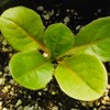 Seed Needs, Chicory Seeds - 500 Heirloom Seeds for Planting