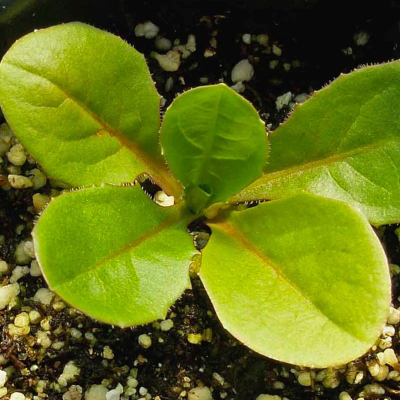 Seed Needs, Chicory Seeds - 500 Heirloom Seeds for Planting