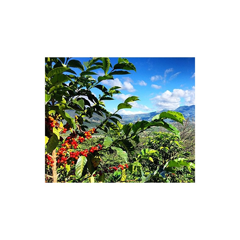 Redber Guatemala Antigua Cieba, Coffee Roasted to Order (Dark, Beans)