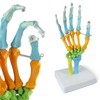 EVOTECH SCIENTIFIC Human Anatomical Model, Coloured Hand Bone Anatomical Model