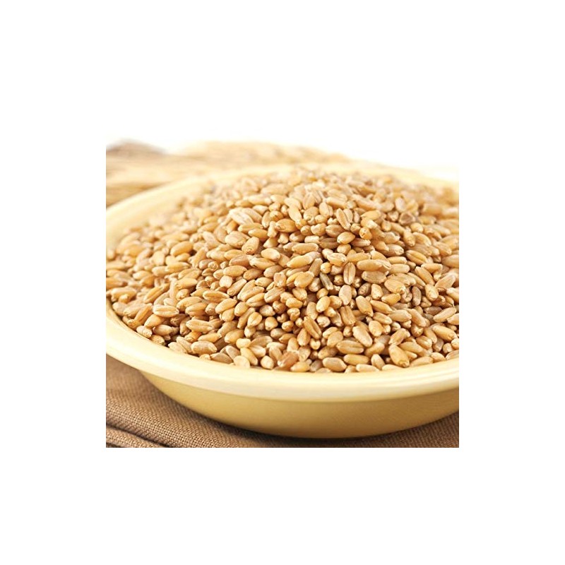 Wheat Montana - Prairie Gold Wheat Berries - 1 pack