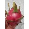 Cactus Robles Red Dragon Fruit (Pitaya)- 2 Cuttings 8-10 Inch