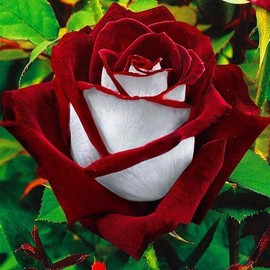 Red Purple Black Rose Over 800+  Mix Seeds THYME Garden Planting Colorful Rose Flowering in all seasons