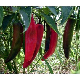 Goliath Griller Pepper - 15 Seeds - Anaheim Type