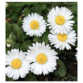 White English Lawn Daisy Mix, Lawns and Borders - 1000 Seeds - Bellis Perennis