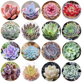 500pcs Mix Rare Succulent Seeds for Planting, DIY Bonsai Ornamental Plant Hardy Perennial