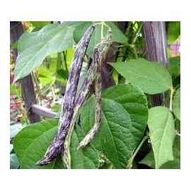 Heirloom Rattlesnake Pole Bean Seeds by Stonysoil Seed Company