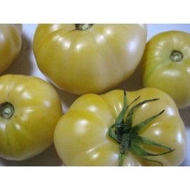 White Tomesol Tomato Seeds (45 Seeds) Seeds for Planting, Farm, Growing in Garden, Greenhouse, Vegetable, Fruit