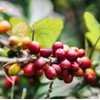 Gustos Coffee Premium Selection | Puerto Rican High End Medium