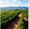 Black Tucano Specialty Coffee -Brazilian Ground Medium Roast Coffee -
