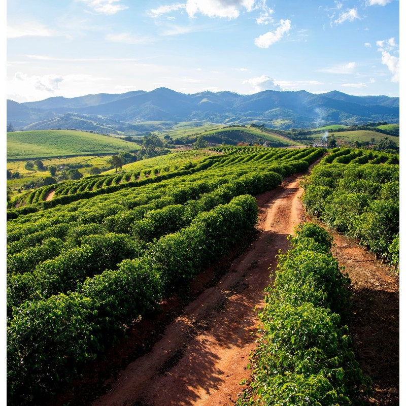 Black Tucano Specialty Coffee -Brazilian Ground Medium Roast Coffee -