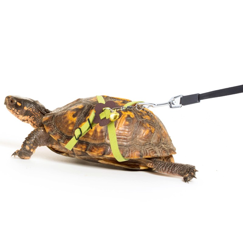 OOXYG Retractable Turtle Leash with Handle, Tortoise Leash and Harness