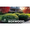 Winter Gem Boxwood | 10 Live Plants | Buxus microphylla