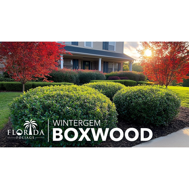 Winter Gem Boxwood | 10 Live Plants | Buxus microphylla