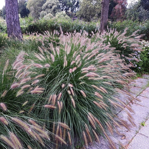 Outsidepride Pennisetum Chinese Black Fountain Ornamental Grass for Beds, Borders, & Containers - 200 Seeds