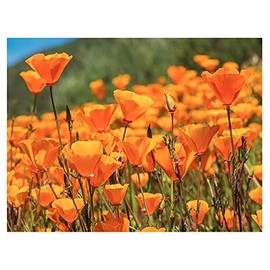 4000 California Poppy Seeds - State Flower, Golden Orange Poppy, Re-Seeds