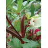250 Red Burgundy Okra Seeds for Planting. Non GMO 14