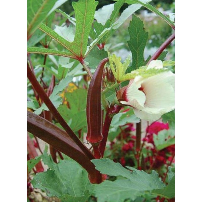 250 Red Burgundy Okra Seeds for Planting. Non GMO 14