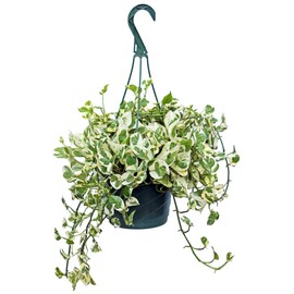 BLOSSOM BOOM GARDEN CENTER Live Pearls and Jade Pothos, Pearls & Jade Pothos, Variegated Pothos, Birthday Gift, Housewarming Gift, for Co-Worker, Evergreen Potted Houseplant in 8" Hanging Basket