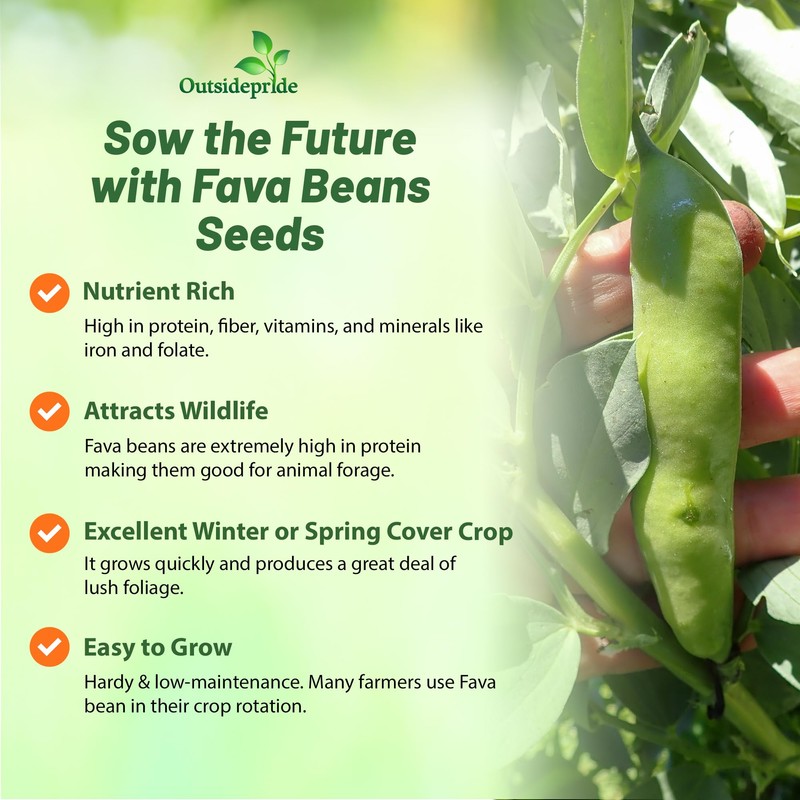 Outsidepride Annual Fava Beans Seeds - 1 lb. High-Protein Forage