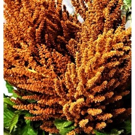 Seeds Amaranthus Hot Biscuits  Seed Mix 50 Seeds NON-GMO BUY 4 GET FREE SHIPPING