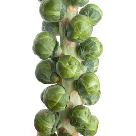 500 Brussel Sprout Seeds for Planting - Heirloom Non-GMO USA Grown - Long Island Improved Variety - Cool Weather Vegetable Seeds for Home Garden Planting by RDR Seeds